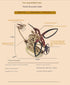 Magical DIY Mechanical Wooden Kinetic Hummingbird 3D Sculpture